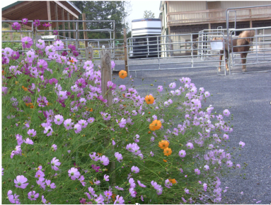 aa flowers and composter.png