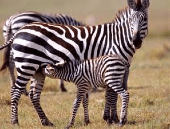 aa zebra nursing