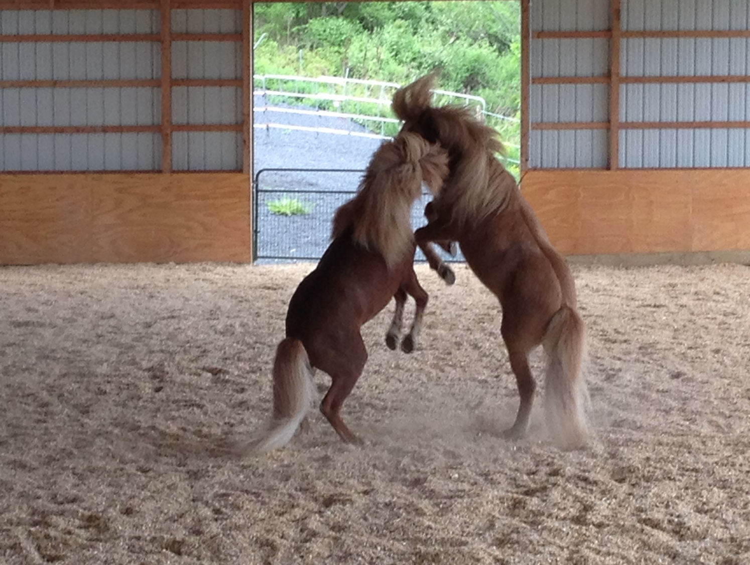 Fengur Sindri rearing 5:19:13