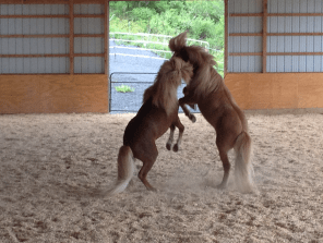 Fengur Sindri rearing 5:19:13