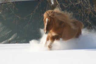 IMG_0218 Fengur snow great