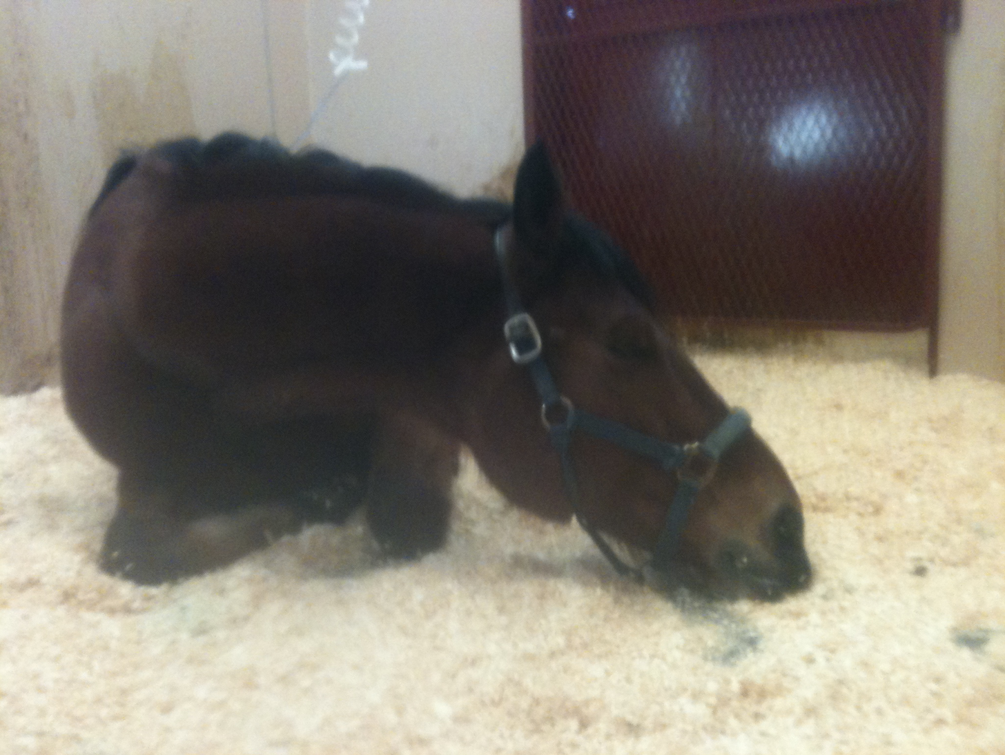 Robin 2 sleeping in hospital