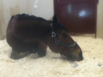 Robin 2 sleeping in hospital