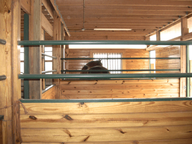 Robin in stall long view