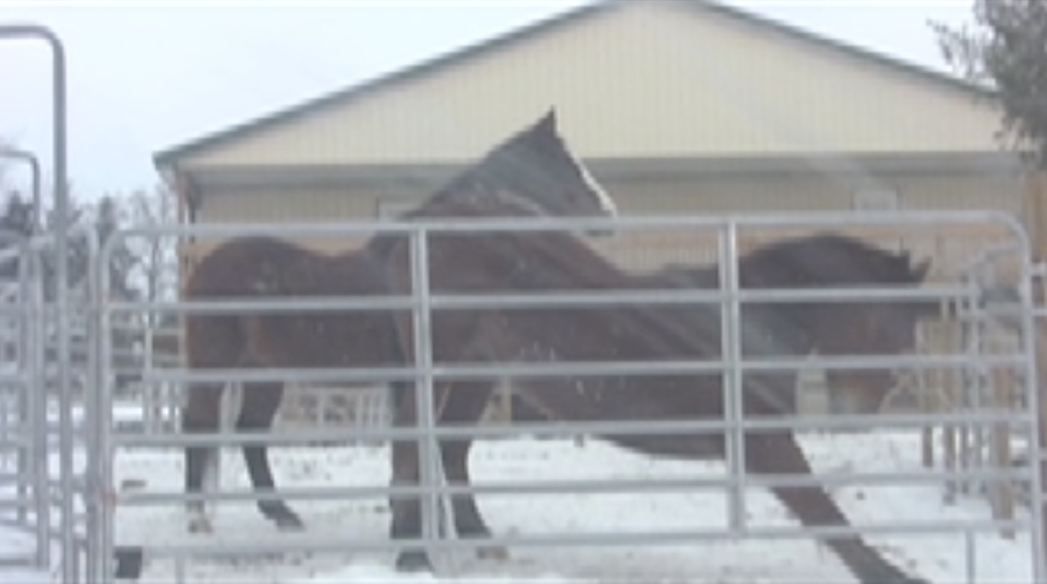 robin stretch bow copy