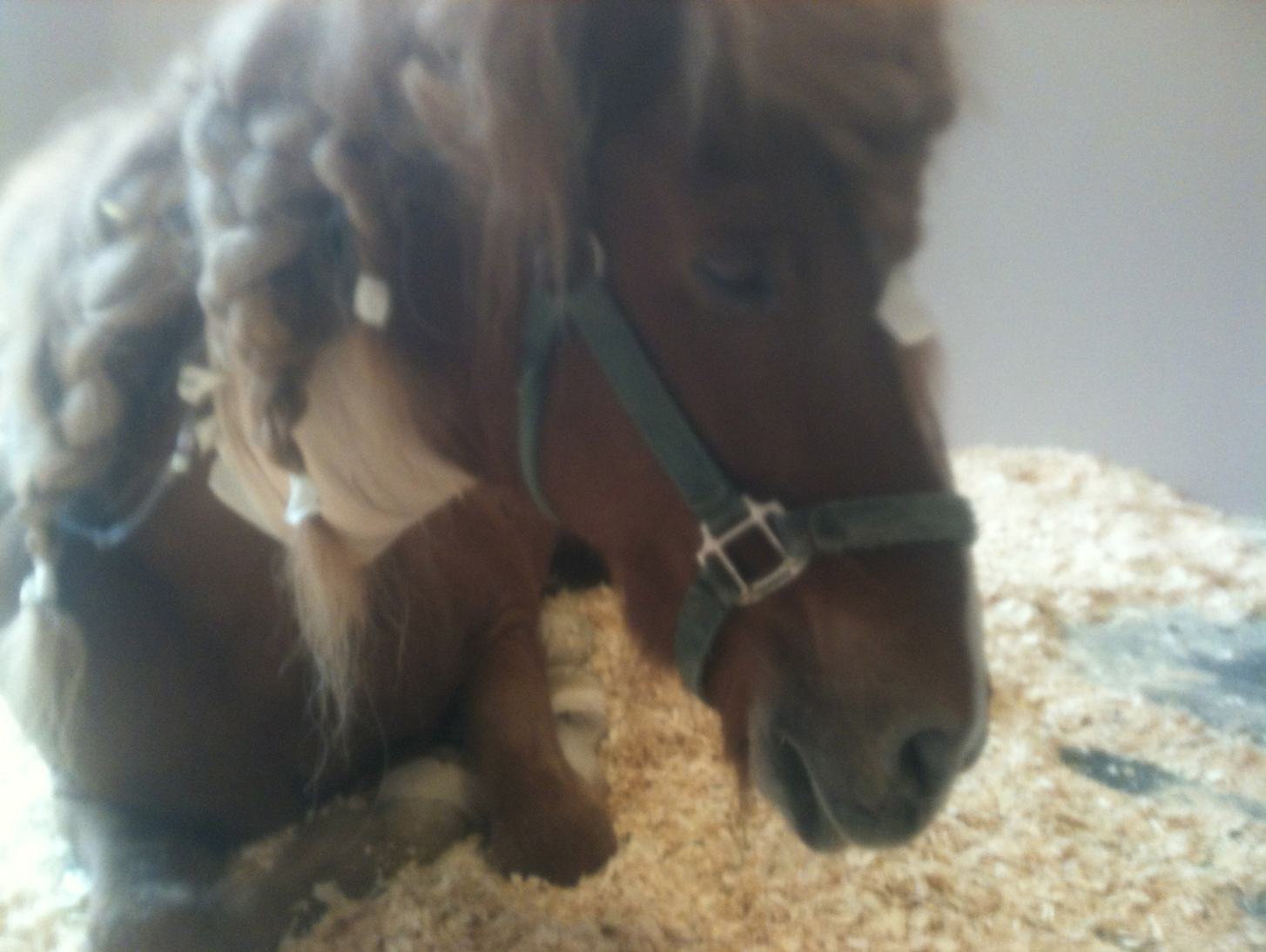 Sindri head shot in hospital