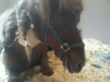 Sindri head shot in hospital