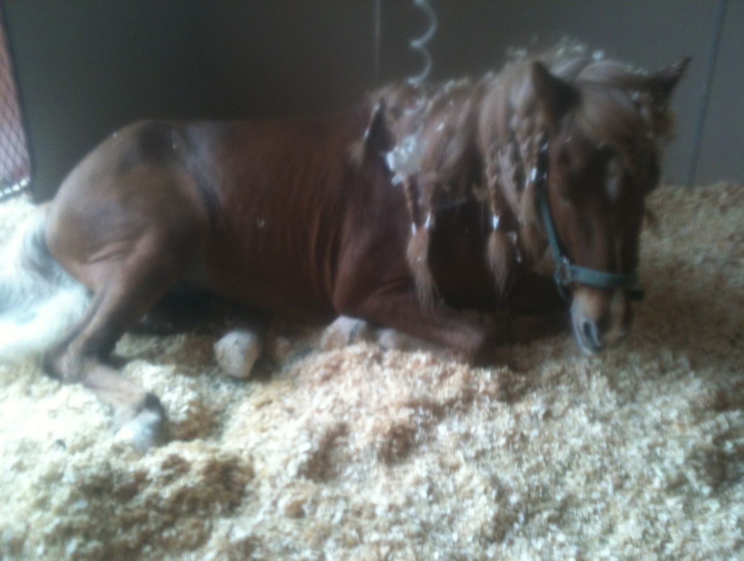 Sindri lying down in hospital