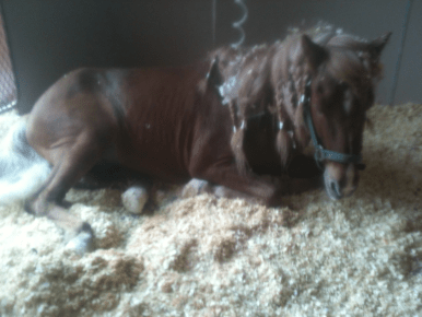 Sindri lying down in hospital
