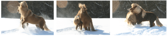 sindri fengur playing 3 photos