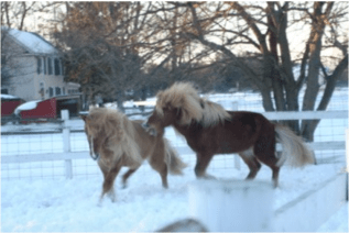 sindri Fengur rough play