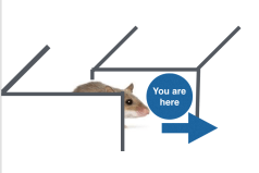 mouse in maze