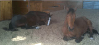 Peregrine Robin sleeping in arena