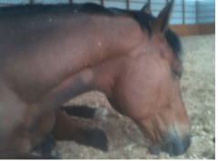 Robin sleeping cin in sawdust