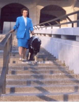 Panda descending museum stairs