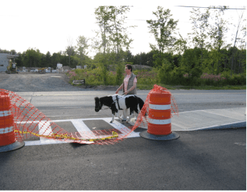 Panda zebra crossing