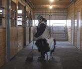 Panda helping me sweep 3