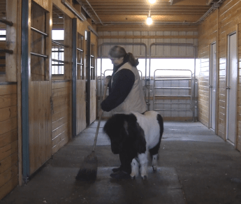 Panda helping me sweep 3