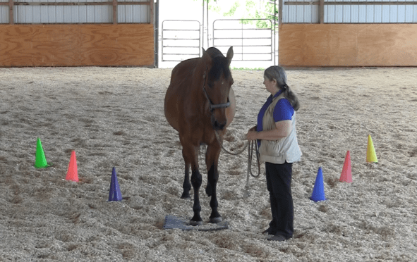 Robin halt on mat 2016-06-22 at 2.34.39 PM