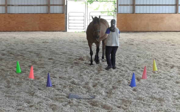 Robin mat back one step 2 2016-06-22 at 4.16.26 PM