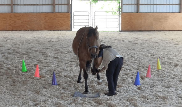 Robin on mat take foot 2016-06-22 at 2.41.41 PM