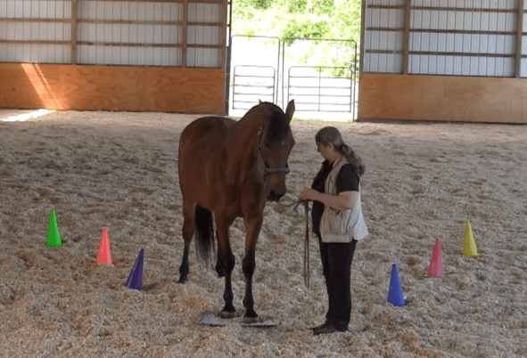 Robin Runway ask to step on mat 52016-06-18 at 6.18.54 PM