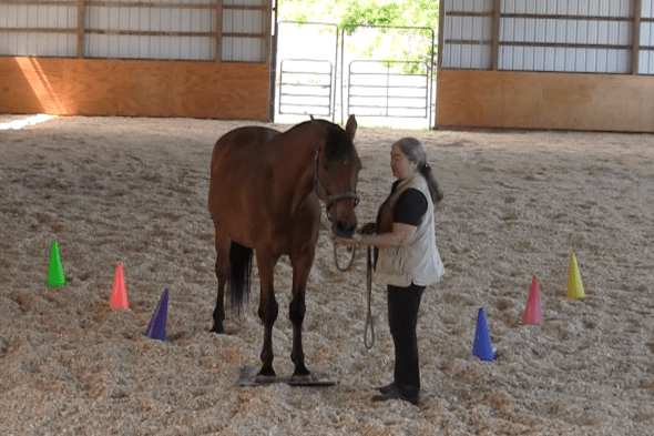 Robin Runway ask to step on mat feed 2016-06-18 at 6.19.10 PM