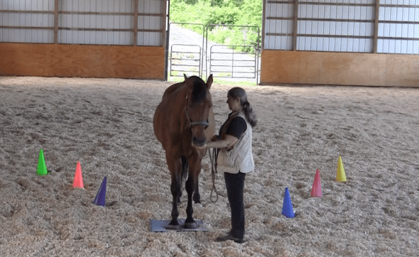 Robin Runway feed 1 2016-06-18 at 6.06.59 PM