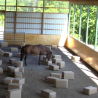 Robin with shavings 1 2016-06-22 at 5.54.53 PM