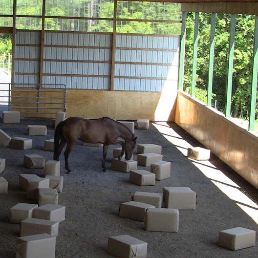 Robin with shavings 2016-06-22 at 5.54.53 PM