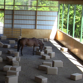 Robin with shavings 2016-06-22 at 5.54.53 PM