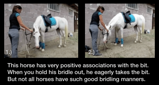 Bridling 2