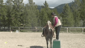 capture saddle baseline c good