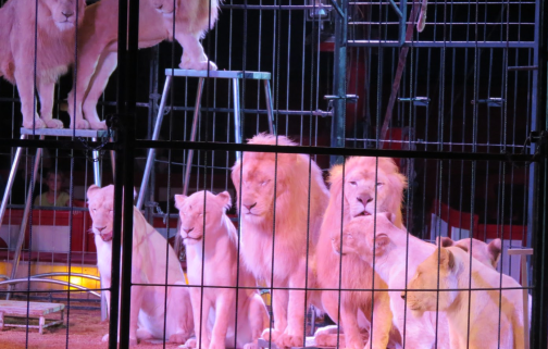 lion group grooming at 4.30.28 AM