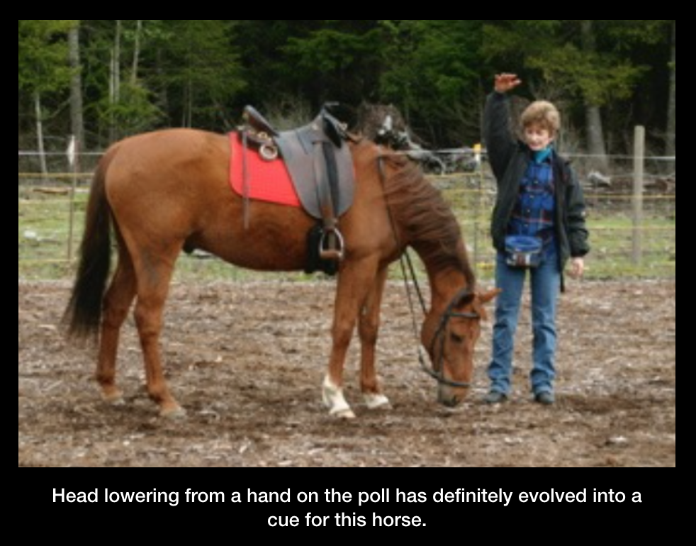 head lowering from poll with caption