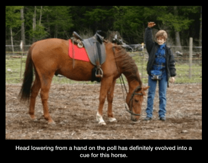 head lowering from poll with caption