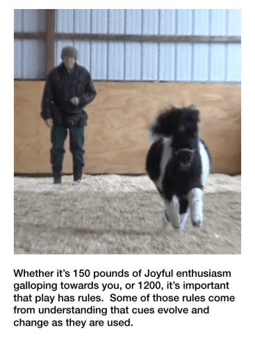 Panda Catch gallop with caption