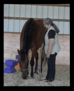 Robin backing black background
