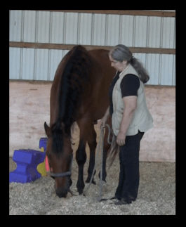 Robin backing black background