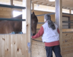 Robin backing in stall for food delivery