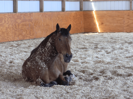 Robin lying down shavings