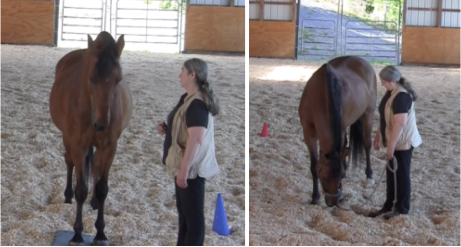 Robin pose and head lowering