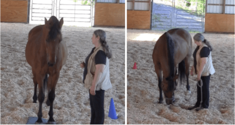 Robin pose and head lowering