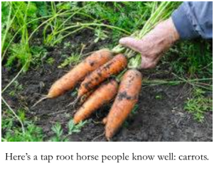 tap root behavior - carrots with caption