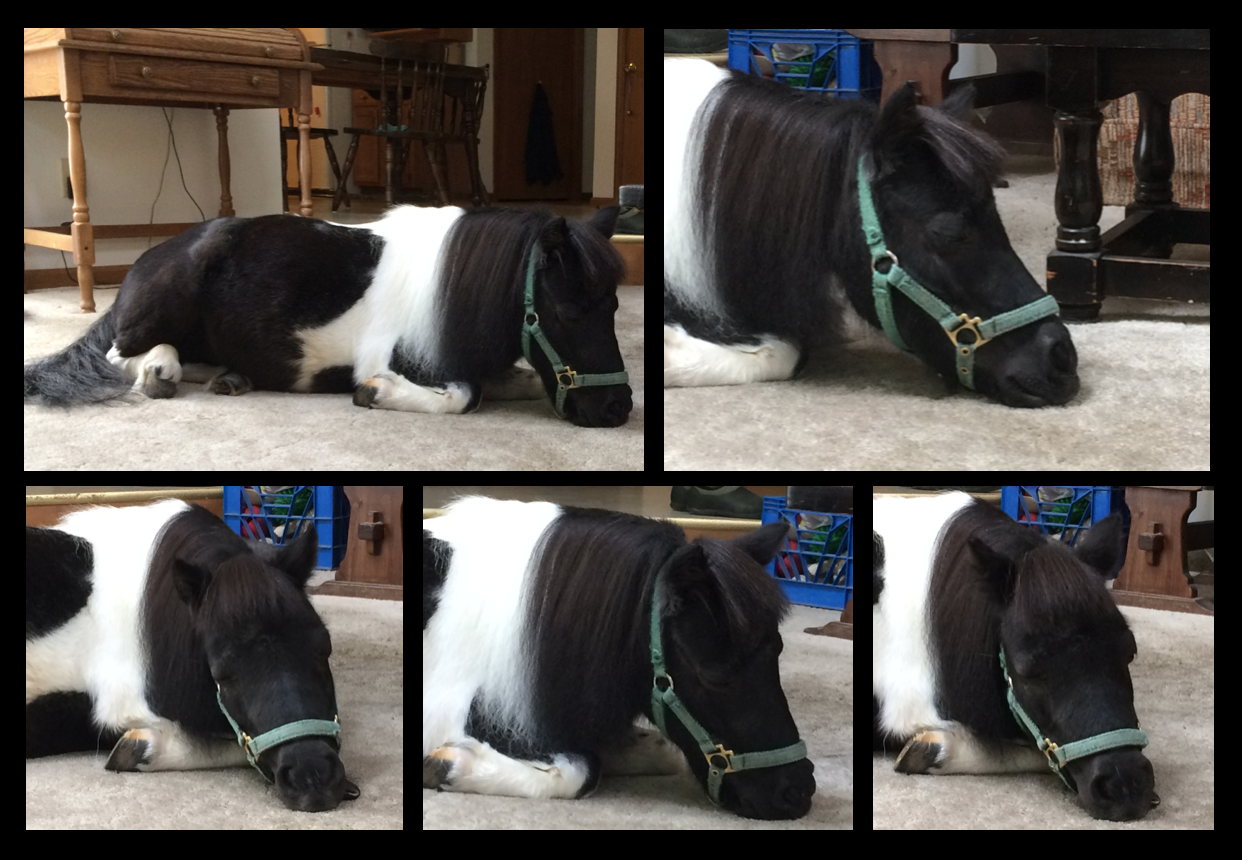 Panda asleep 5 photos