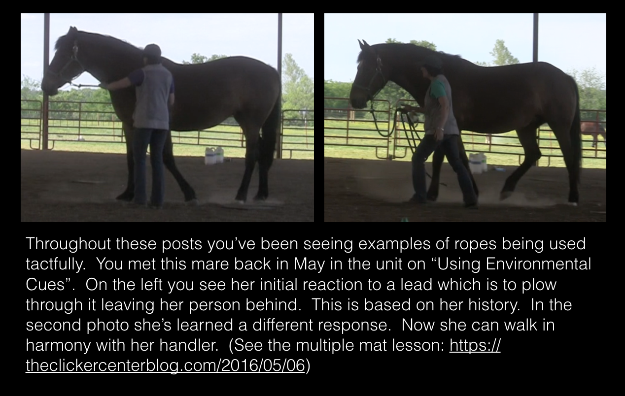 scout-on-lead-two-photos