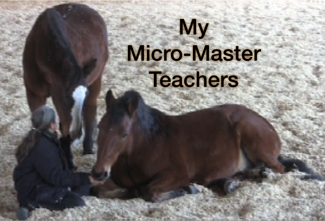 robin-pg-lying-down-micro-masters