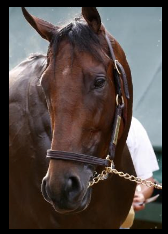 American pharoah lip chain