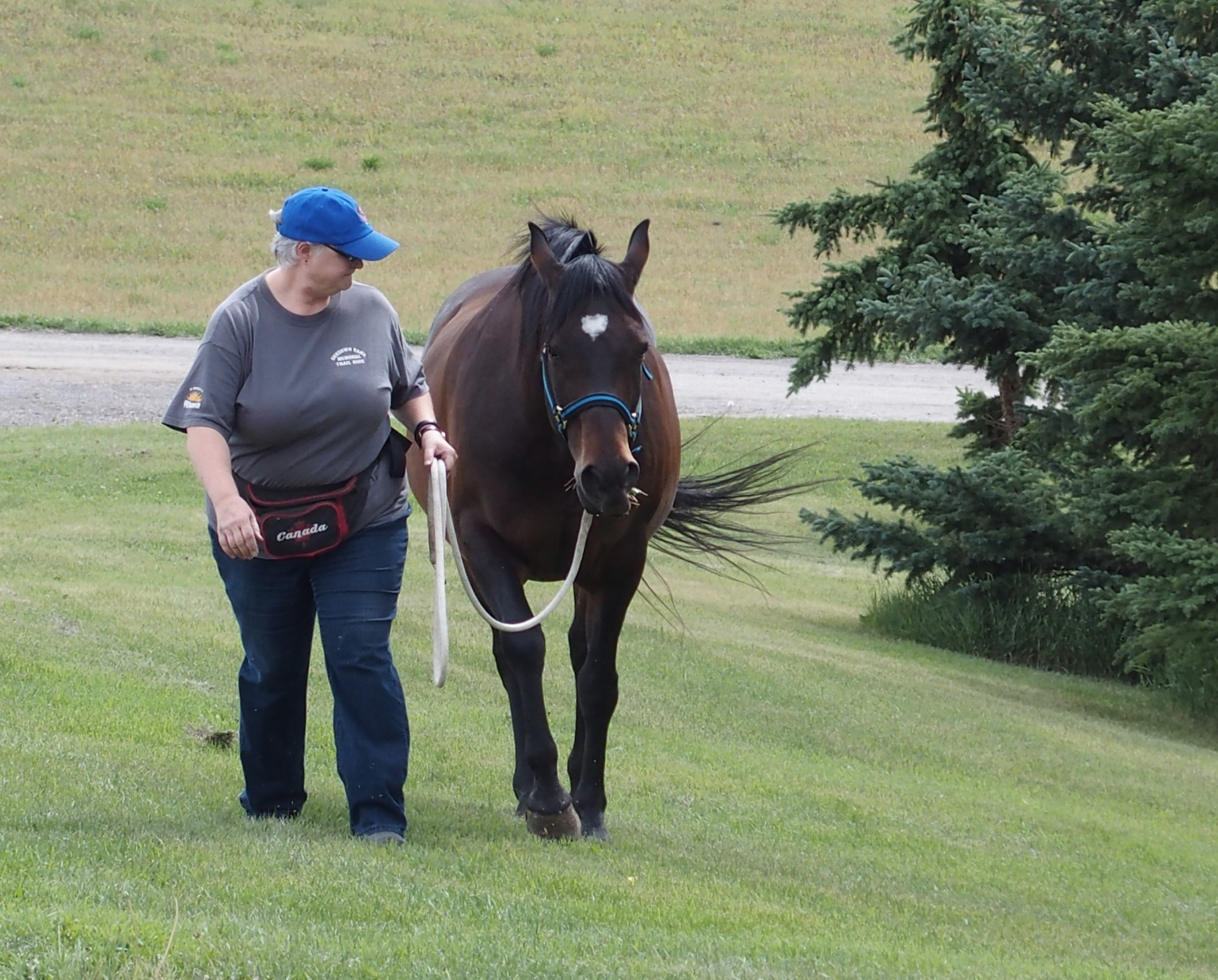 Paddy leading on grass 2