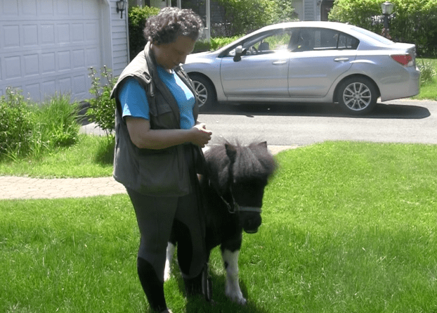 Panda in grown-ups not grazing.png